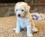 Small #3 Poodle (Toy)