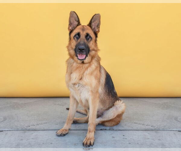 Medium Photo #2 German Shepherd Dog Puppy For Sale in Pasadena, CA, USA