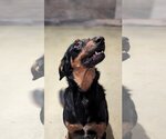Small #3 Doberman Pinscher-German Shepherd Dog Mix