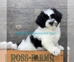 Image preview for Ad Listing. Nickname: Satchel