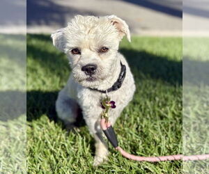 Maltipoo Dogs for adoption in Corona, CA, USA