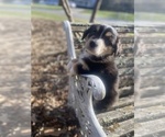 Small Photo #59 Australian Shepherd Puppy For Sale in FARMVILLE, VA, USA