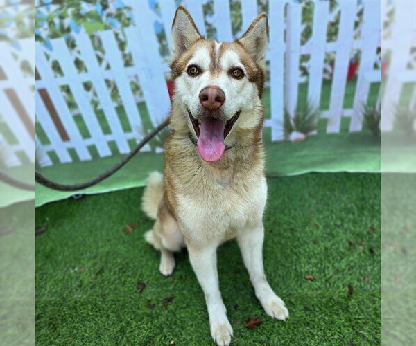 Medium Photo #2 Siberian Husky Puppy For Sale in Long Beach, CA, USA