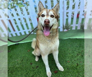 *LUKE - Male Siberian Husky Dog for Adoption - Photo #2