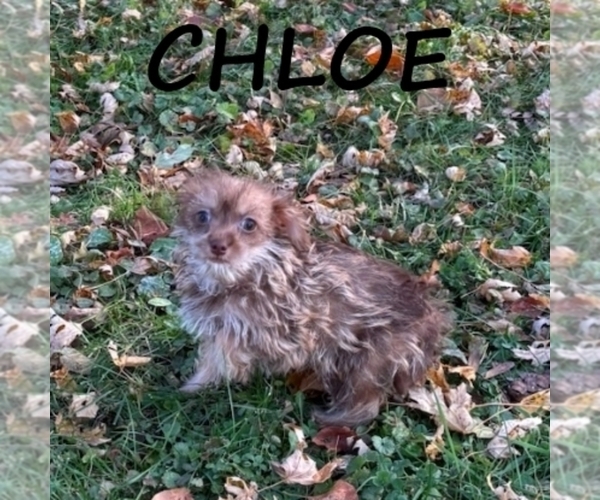 Medium Photo #2 Snorkie Puppy For Sale in HARTLAND, MN, USA