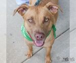 Small #3 Labrador Retriever Mix