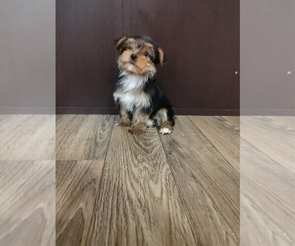 Medium Photo #3 Yorkshire Terrier Puppy For Sale in LAPEER, MI, USA