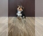 Small #2 Yorkshire Terrier