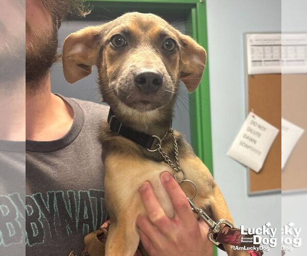 Medium Photo #3 Australian Shepherd-Unknown Mix Puppy For Sale in Washington, DC, USA