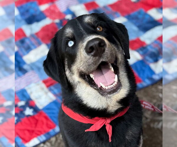 Medium Photo #10 Labrador Retriever-Unknown Mix Puppy For Sale in Canton, CT, USA