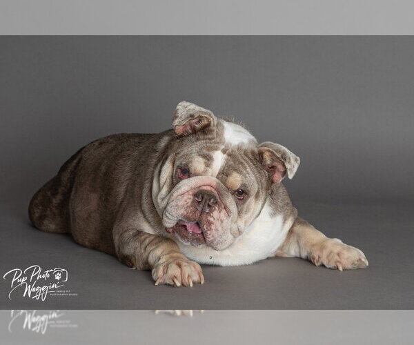 Medium Photo #2 Bulldog Puppy For Sale in Claremore, OK, USA