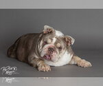 Small #1 Bulldog