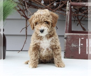 Goldendoodle (Miniature) Puppy for sale in SUGARCREEK, OH, USA