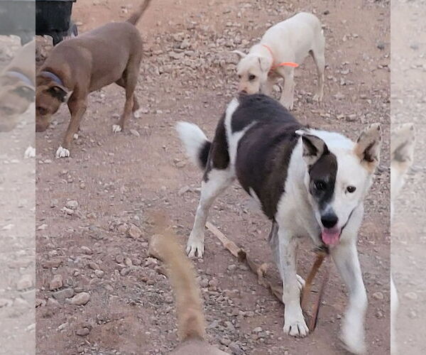 Medium Photo #8 Mutt Puppy For Sale in Cottonwood, AZ, USA