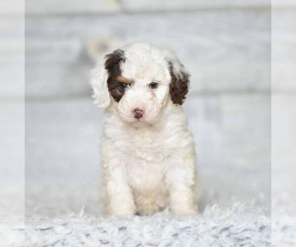 Medium Photo #2 Bernedoodle (Miniature) Puppy For Sale in COCHRANTON, PA, USA