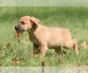 Lainey - Female Australian Shepherd-Beagle Mix Dog for Adoption - Photo #3
