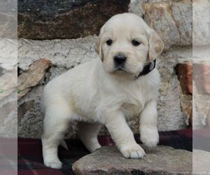 Golden Retriever Puppy for sale in HONEY BROOK, PA, USA