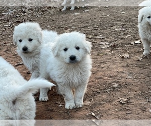 Akbash-Maremma Sheepdog Mix Puppy for sale in HUDDLESTON, VA, USA
