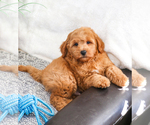 Small Photo #25 Goldendoodle (Miniature) Puppy For Sale in SYRACUSE, IN, USA