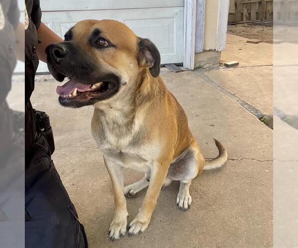 Medium Photo #1 Mastiff-Unknown Mix Puppy For Sale in San Antonio, TX, USA