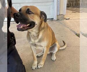 Mastiff-Unknown Mix Dogs for adoption in San Antonio, TX, USA