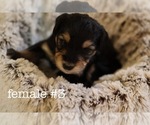Puppy 2 Aussiedoodle-Miniature Bernedoodle Mix