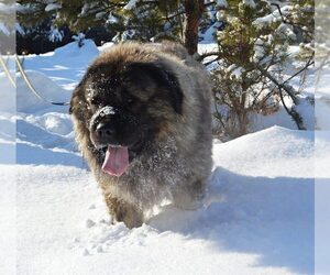 Father of the Caucasian Shepherd Dog puppies born on 01/27/2019