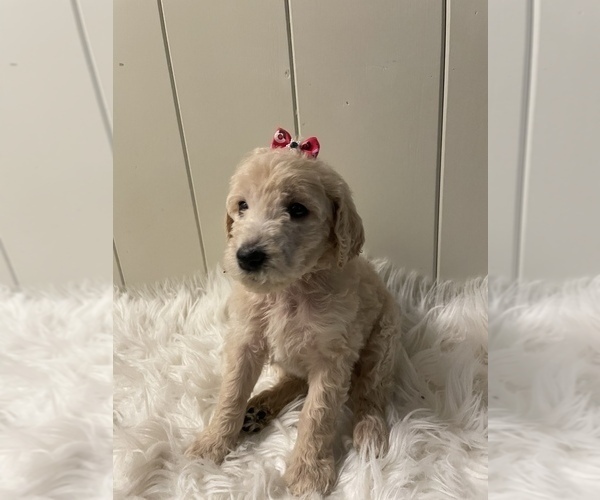 Medium Photo #14 Goldendoodle Puppy For Sale in KEIZER, OR, USA