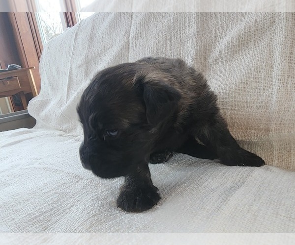 Medium Photo #6 Bouvier Des Flandres Puppy For Sale in BERWICK, ME, USA