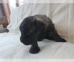 Small Photo #6 Bouvier Des Flandres Puppy For Sale in BERWICK, ME, USA