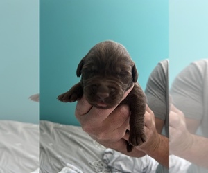 Labrador Retriever Puppy for sale in ALTHA, FL, USA