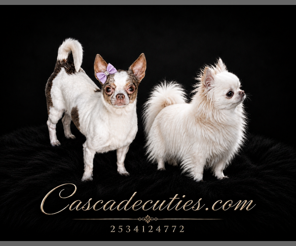 Medium Photo #5 Chihuahua Puppy For Sale in LAKEWOOD, WA, USA