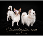 Small #4 Chihuahua