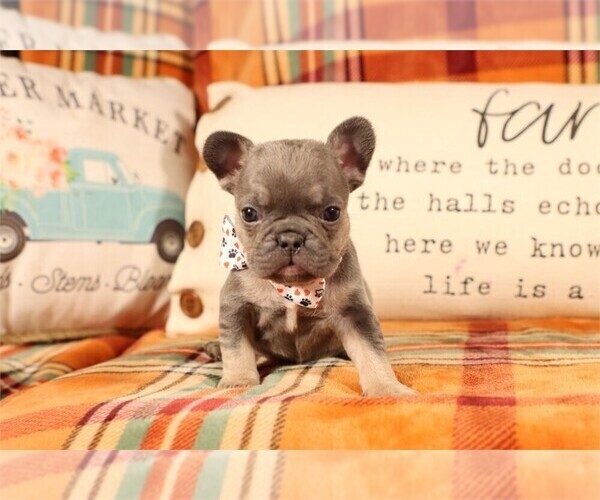 Medium Photo #2 Goldendoodle Puppy For Sale in PEMBROKE PINES, FL, USA