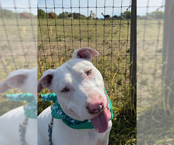 Medium Photo #9 Mutt Puppy For Sale in Hillsboro, NH, USA