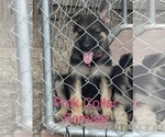 Small Photo #2 German Shepherd Dog Puppy For Sale in DALLAS, TX, USA