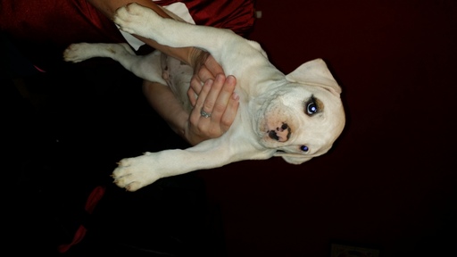Medium Photo #1 American Bulldog Puppy For Sale in GRACEVILLE, FL, USA