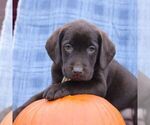 Small Photo #2 Labrador Retriever Puppy For Sale in ELLIOTTSBURG, PA, USA