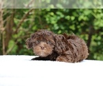 Small #17 ShihPoo