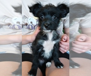 Poodle (Toy)-Yorkshire Terrier Mix Puppy for sale in SALEM, MA, USA