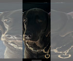 Small Photo #1 Labrador Retriever Puppy For Sale in SIMI VALLEY, CA, USA
