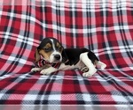 Small #7 Beagle
