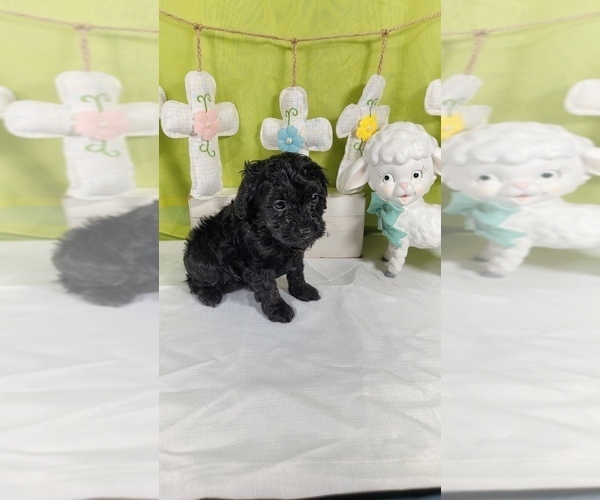 Medium Photo #21 Bernedoodle (Miniature) Puppy For Sale in BLACK FOREST, CO, USA