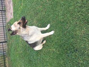 German Shepherd Dog Puppy for sale in ROCKWALL, TX, USA