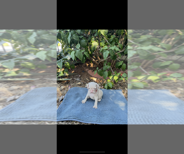 Medium Photo #1 Pug Puppy For Sale in ESCONDIDO, CA, USA