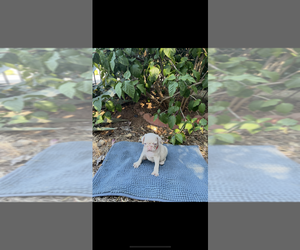 Pug Puppy for sale in ESCONDIDO, CA, USA