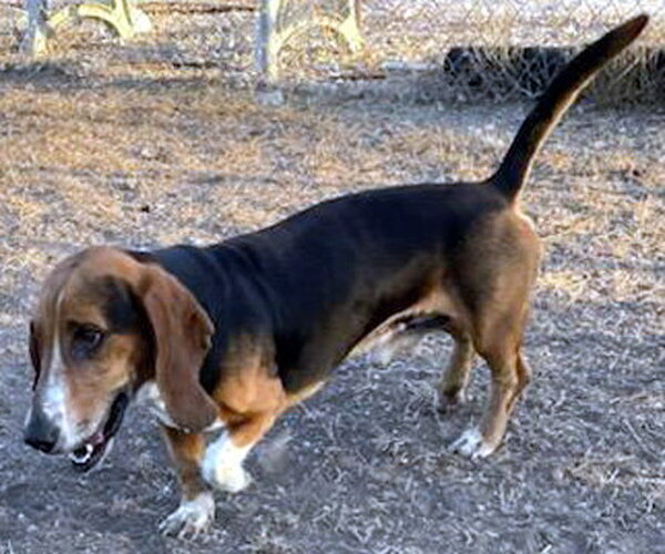 Medium Photo #3 Basset Hound Puppy For Sale in Deepwater, NJ, USA