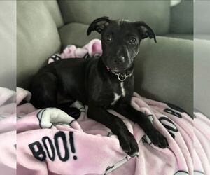 Labrador Retriever-Unknown Mix Dogs for adoption in New Oxford , PA, USA