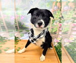 Small #6 Labrador Retriever Mix