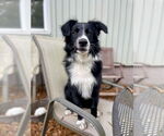 Small Border Collie